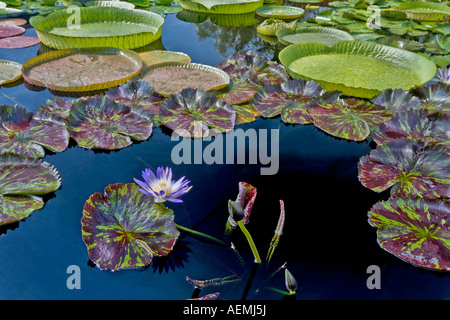 Stern von Siam tropischen Seerose Hughes Wassergärten Oregon Stockfoto