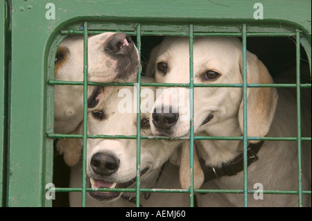 Fox-Hounds in einem Wohnwagen bei den Ings Sheepdog Trials Seenplatte Natyional Park Stockfoto