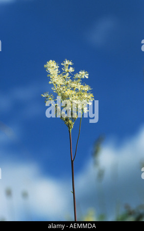 Asiatische Filipendula vulgaris Stockfoto