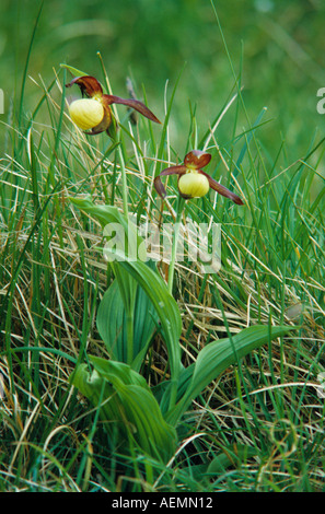 Frauenschuh Orchidee Cypripedium Calceolus in UK Lebensraum Stockfoto