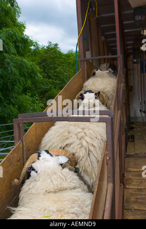 Schafe werden auf LKW-Deck zur Scherkerdemonstration auf der Agricultural Show echt Aberdeenshire, Schottland, Großbritannien, geführt Stockfoto