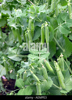 GARTENBAU GARTEN ERBSEN PISUM SATIVUM KELVEDON WONDER Stockfoto