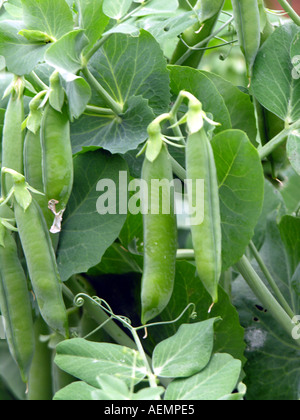 GARTENBAU GARTEN ERBSEN PISUM SATIVUM KELVEDON WONDER Stockfoto