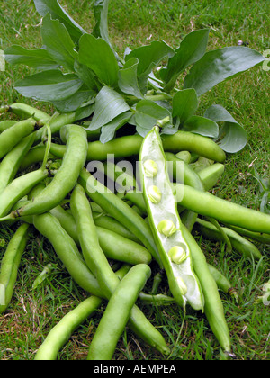 GARTENBAU-DICKE BOHNEN VICIA FABA BUNYARDS AUSSTELLUNG Stockfoto