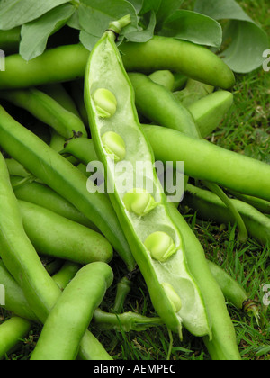 GARTENBAU-DICKE BOHNEN VICIA FABA BUNYARDS AUSSTELLUNG Stockfoto