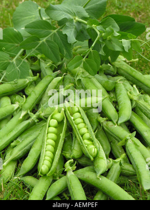 GARTENBAU GARTEN ERBSEN PISUM SATIVUM KELVEDON WONDER Stockfoto