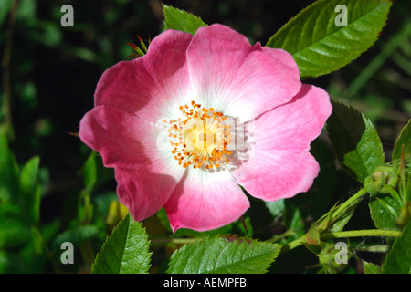 Hundsrose Heckenrose Rosa Canina England Großbritannien GB Vereinigtes Königreich UK British Isles Stockfoto
