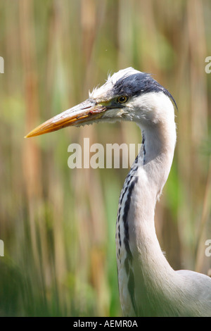 Grey Heron Ardea Cinerea im Schilf Bett Welsh Wildlife Centre Cardigan Cymru Wales UK Stockfoto