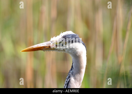 Grey Heron Ardea Cinerea im Schilf Bett Welsh Wildlife Centre Cardigan Cymru Wales UK Stockfoto