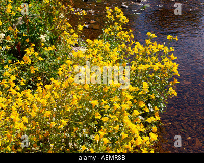 Affe Blumen wachsen am Ufer des Flusses Devon Glendevon Perthshire Schottland Mimulus Guttatus Braunwurz Familie Stockfoto