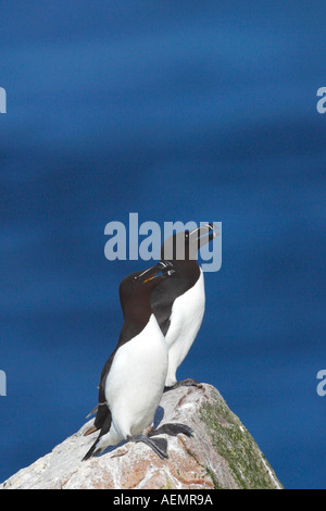 Tordalken Alca Torda 2 auf Felsen im Sonnenschein im Sommer gegen Meer Saltee Inseln County Wexford Ireland EU Stockfoto