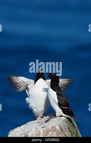 Tordalken Alca Torda 2 auf Felsen im Sonnenschein mit blauem Meer hinter im Sommer Saltee Inseln County Wexford, Irland Stockfoto