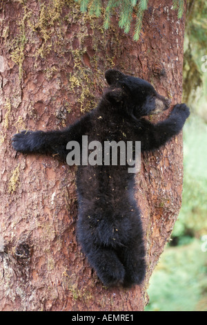 Schwarzbär Ursus Americanus Cub im Baum Anan Creek Tongass National Forest Südost-Alaska Stockfoto