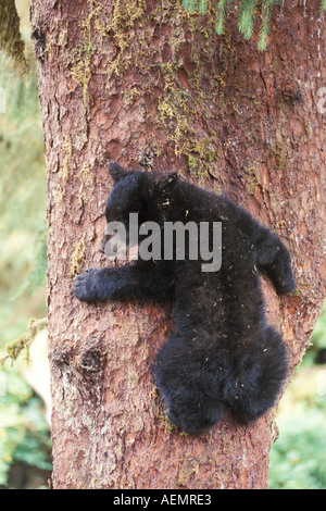 Schwarzbär Ursus Americanus Cub im Baum Anan Creek Tongass National Forest Südost-Alaska Stockfoto