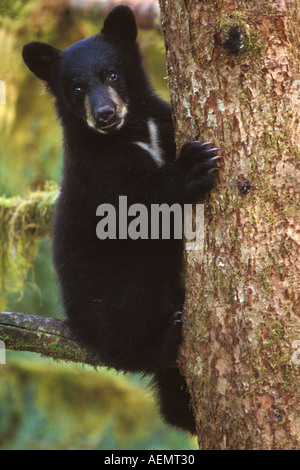 Schwarzbär Ursus Americanus Cub im Baum Anan Creek Tongass National Forest Südost-Alaska Stockfoto