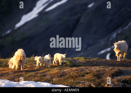 Bergziege Oreamnos Americanus Familie Futtersuche auf Frühling Greens am Exit Gletscher-Kenai Fjords Nationalpark Alaska Stockfoto