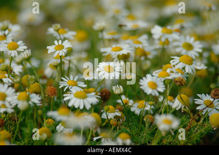 Stinkende Kamille Stockfoto