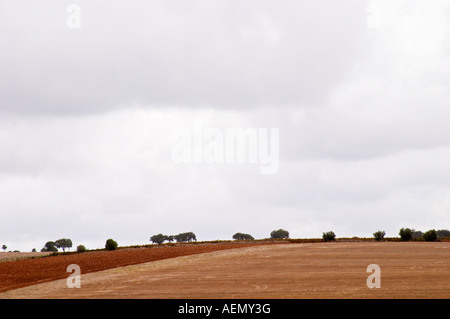 Eichen in einem Feld. Henrque HM Uva, Herdade da Mingorra, Alentejo, Portugal Stockfoto