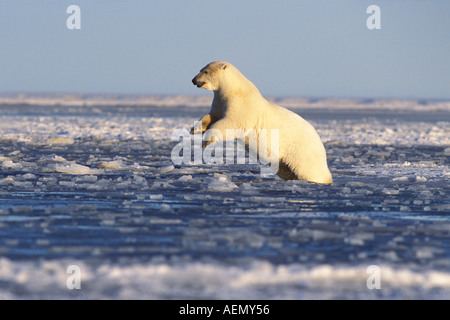 Eisbär Ursus Maritimus säen springt in matschigen gefrorenes Wasser als das Eis unter ihrem Waschbecken Arctic National Wildlife Refuge Alaska Stockfoto