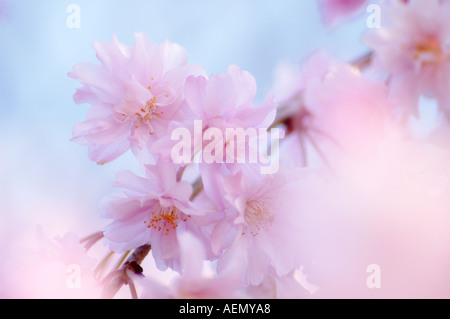 Zweig von einem blühenden Kirschbaum Stockfoto