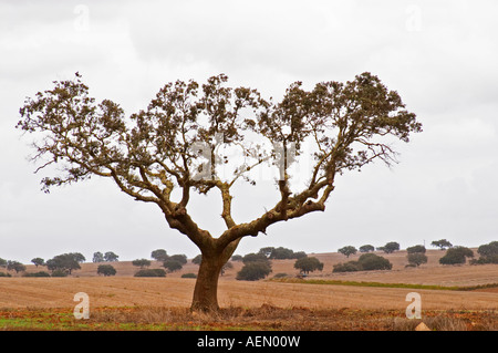 Eichen in einem Feld. Henrque HM Uva, Herdade da Mingorra, Alentejo, Portugal Stockfoto