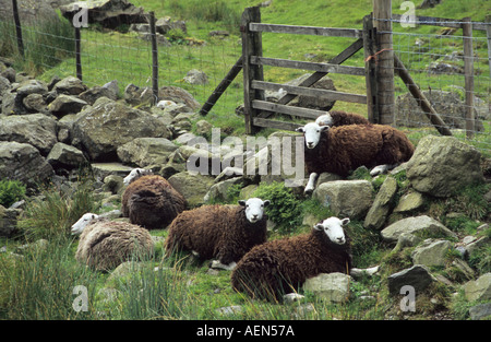 Schwarz / weiß Herdwick Schafe im englischen Lake District Stockfoto