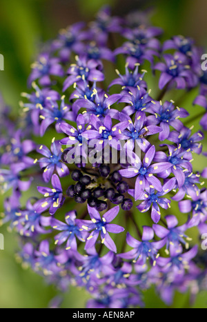 Ein peruanischer Blaustern Flowerhead Nahaufnahme Stockfoto