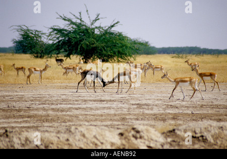 BLACKBUCK MÄNNCHEN SPARRING Stockfoto