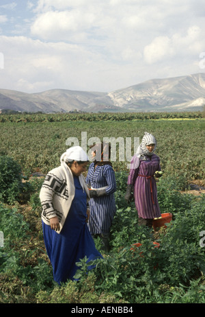 Landarbeiter, die Kommissionierung Tomaten auf Bauernhof im Jordantal Stockfoto