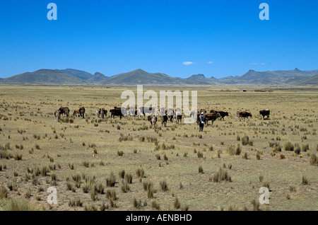 Rinder grasen auf Ebene der Anden, Puno, Cusco Perurail Zugfahrt, Peru Stockfoto