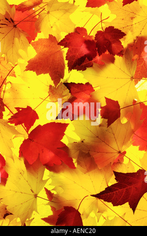 Backlit Leaves Stockfoto