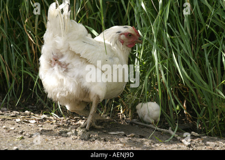 Henne und Küken am Straßenrand Stockfoto