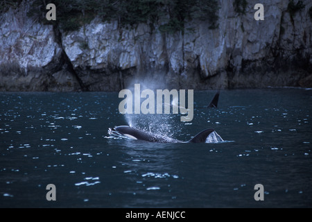 Großer Schwertwal Orcinus Orca Pod in Kenai Fjords Nationalpark und Chiswell Islands National Marine Sanctuary Yunan Alaska Stockfoto