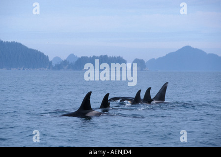 Großer Schwertwal Orcinus Orca Pod in Kenai Fjords Nationalpark und Chiswell Islands National Marine Sanctuary Yunan Alaska Stockfoto