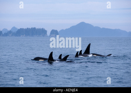 Großer Schwertwal Orcinus Orca Pod in Kenai Fjords Nationalpark und Chiswell Islands National Marine Sanctuary Yunan Alaska Stockfoto