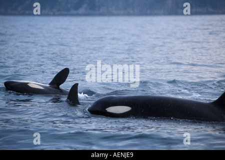 Großer Schwertwal Orcinus Orca Pod in Kenai Fjords Nationalpark Chiswell Islands National Marine Sanctuary Yunan Alaska Stockfoto