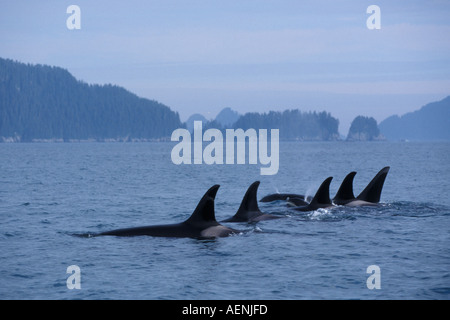 Großer Schwertwal Orcinus Orca Pod in Kenai Fjords Nationalpark und Chiswell Islands National Marine Sanctuary Yunan Alaska Stockfoto