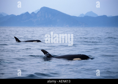 Großer Schwertwal Orcinus Orca Pod in Kenai Fjords Nationalpark Chiswell Islands National Marine Sanctuary Yunan Alaska Stockfoto