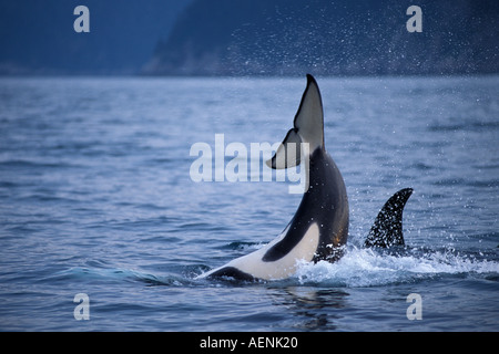 Großer Schwertwal Orcinus Orca Pod in Kenai Fjords Nationalpark Chiswell Islands National Marine Sanctuary Yunan Alaska Stockfoto