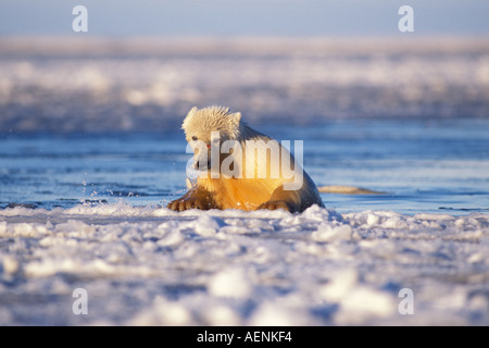 Eisbär Ursus Maritimus klettern aus dem Wasser aufs Packeis 1002 coastal plain Arctic National Wildlife Refuge Alaska Stockfoto