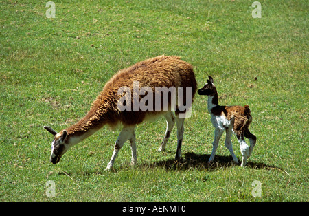 Erwachsenen Lamas Weiden und sehr junges Baby Lama, Machu Picchu, Peru Stockfoto