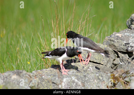 Austernfischer (Haematopus Ostralegus) gepaart im Frühling.   XBIS--618 Stockfoto