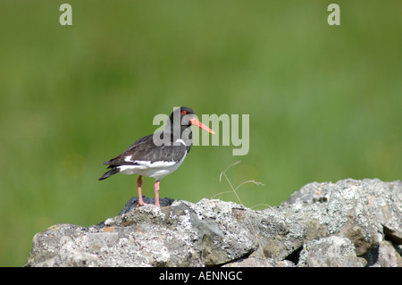 Austernfischer (Haematopus Ostralegus).  XBIS--619 Stockfoto