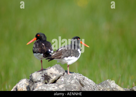 Paar Austernfischer (Haematopus Ostralegus) im Frühjahr.  XBIS-385 Stockfoto