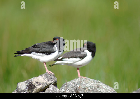 Austernfischer-paar im Frühling (Haematopus Ostralegus).  XBIS-387 Stockfoto