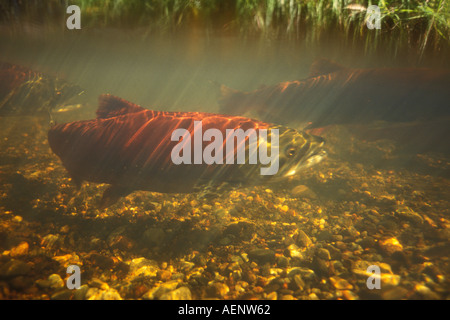 Sockeye Lachs Oncorhynchus Nerka oder rot Lachs schwimmen flussaufwärts zu laichen Interieur von Alaska Stockfoto