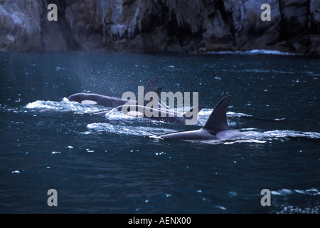 Killerwale Orcas Orcinus Orca Pod auftauchen in Kenai Fjords Nationalpark Yunan Alaska Stockfoto