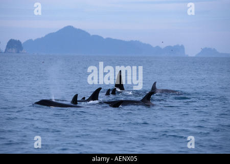 Schwertwal Orcinus Orca Hülse von Weibchen mit einem männlichen Kenai Fjorde Nationalpark Chiswell Inseln National Marine Sanctuary Al Stockfoto