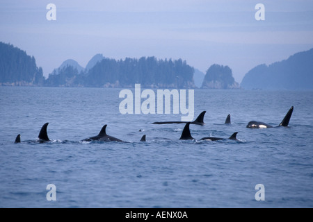 Schwertwal Orcinus Orca Hülse von Weibchen mit einem männlichen Kenai Fjorde Nationalpark Chiswell Inseln National Marine Sanctuary Al Stockfoto