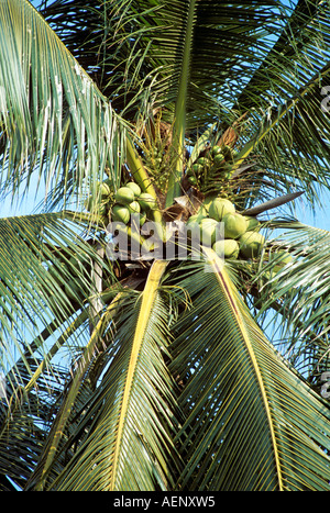 Kokosnüsse in Kokosnuss Baum, Cocos Nucifera, Thailand Stockfoto